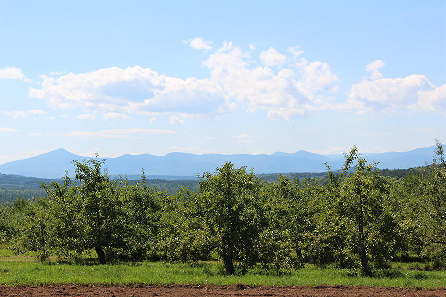 Many New England orchards, like Pietree Orchard in Sweden, Maine, offer spectacular views. (Russell Steven Powell photo)