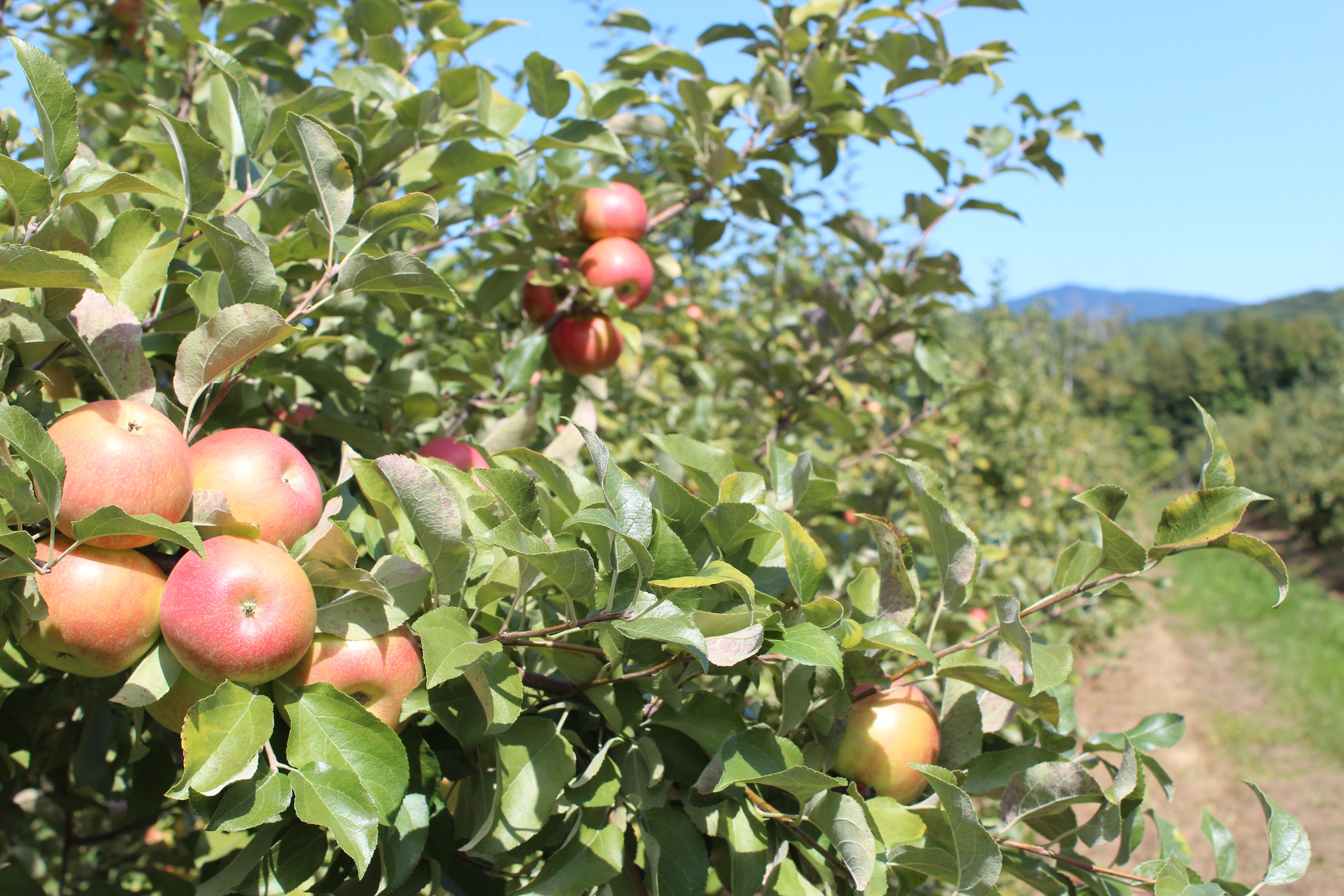 crop photo on mac